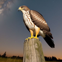 Hawk