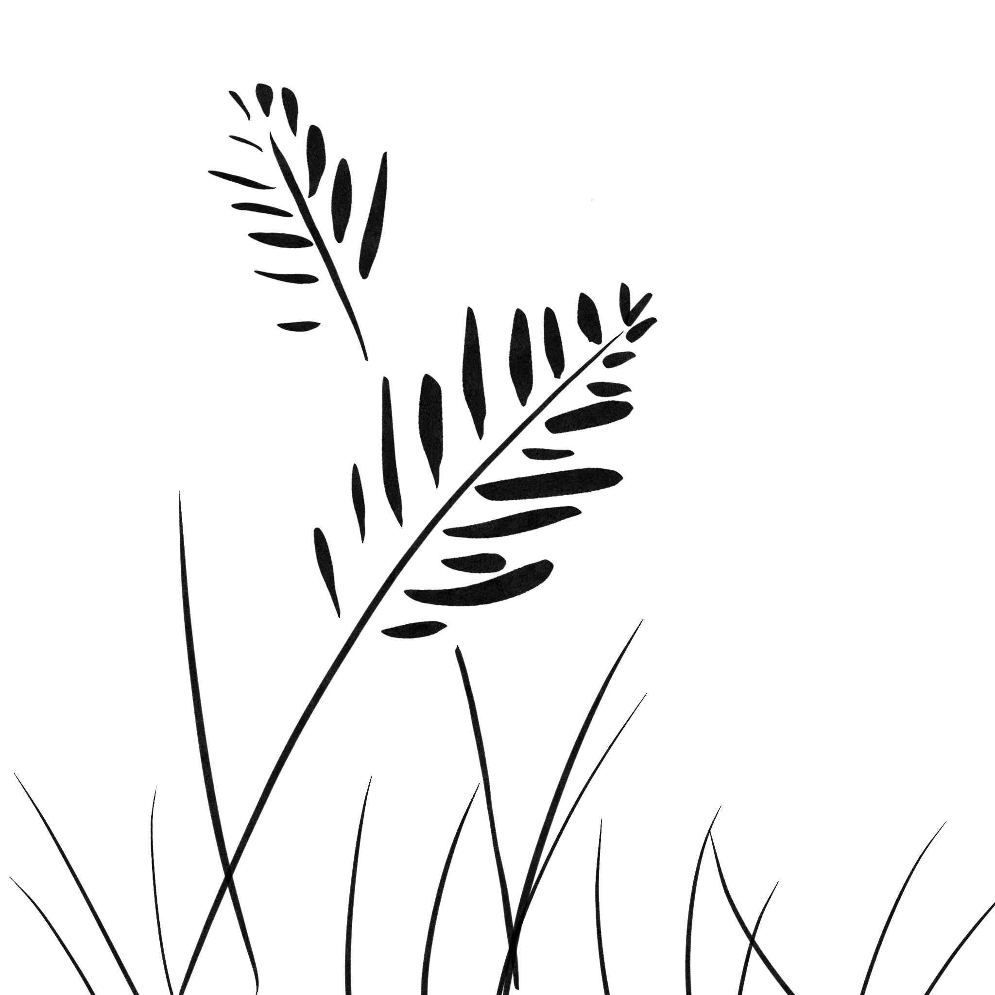 blades of grass and wheat