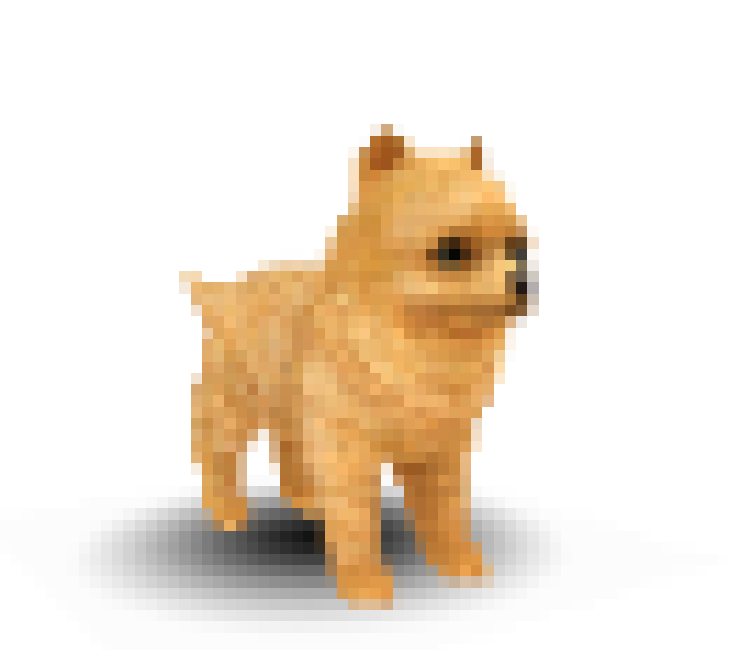 A golden orange pomeranian dog
