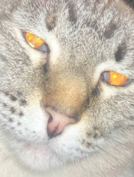Кошка Суля