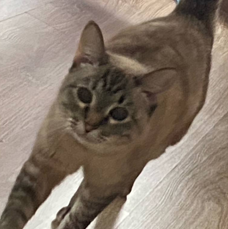 Sulya