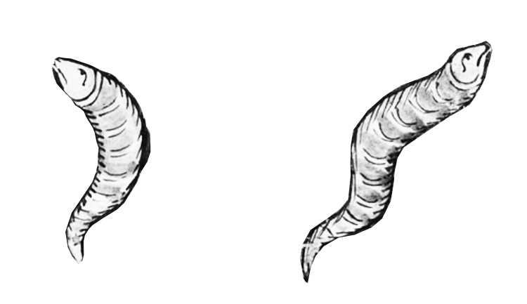 worms